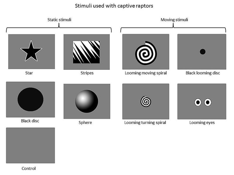 sample stimuli airport 1