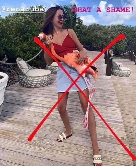 flamingo aruba idiot 01 1