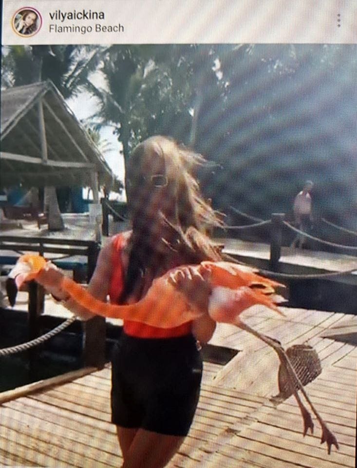 flamingo aruba idiot 02 1