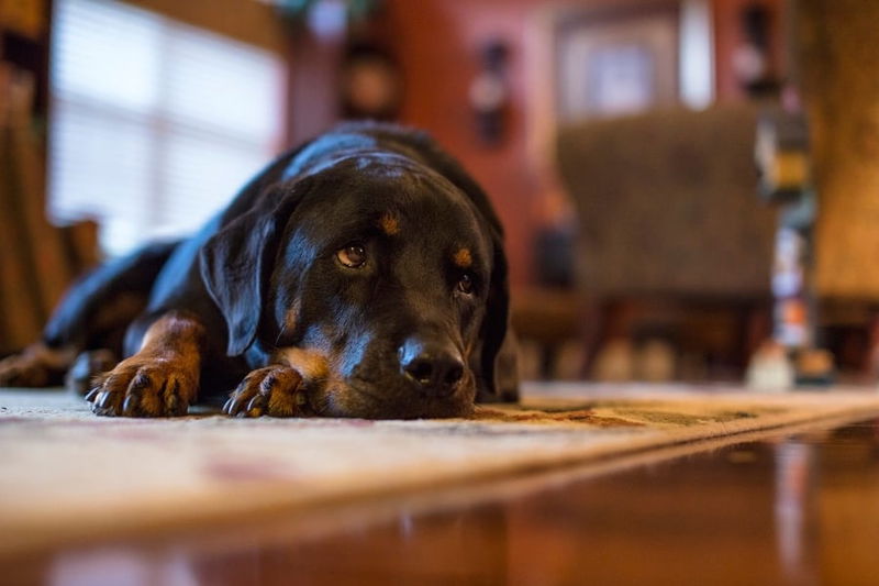 sad dog 1