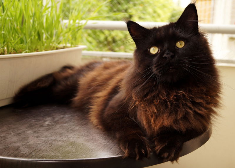 maine coon cat